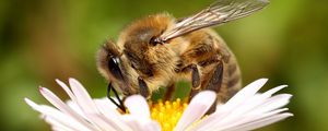 Preview wallpaper bee, background, flower
