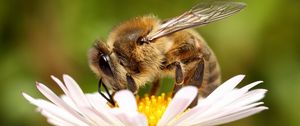 Preview wallpaper bee, background, flower