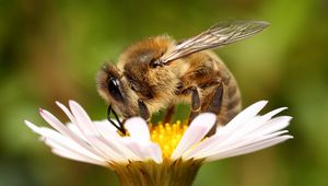 Preview wallpaper bee, background, flower