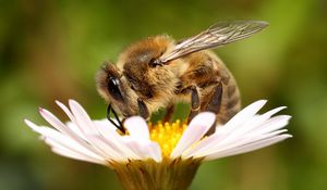 Preview wallpaper bee, background, flower