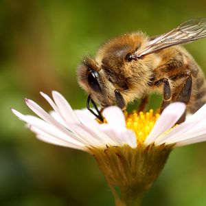 Preview wallpaper bee, background, flower
