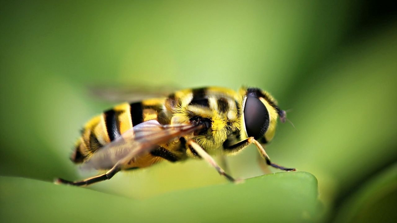 Wallpaper bee, blur, grass, insect