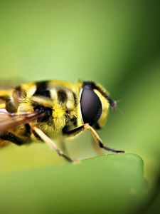 Preview wallpaper bee, blur, grass, insect