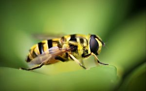 Preview wallpaper bee, blur, grass, insect