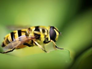 Preview wallpaper bee, blur, grass, insect