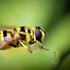 Preview wallpaper bee, blur, grass, insect