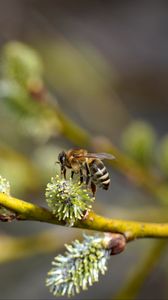 Preview wallpaper bee, branch, buds, spring, macro