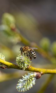 Preview wallpaper bee, branch, buds, spring, macro