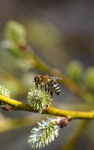 Preview wallpaper bee, branch, buds, spring, macro