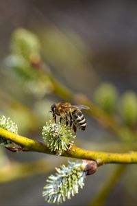Preview wallpaper bee, branch, buds, spring, macro