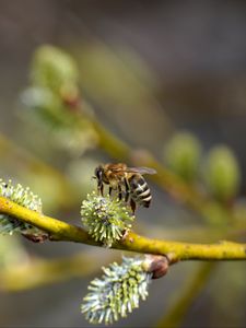 Preview wallpaper bee, branch, buds, spring, macro
