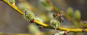 Preview wallpaper bee, branch, buds, spring, macro