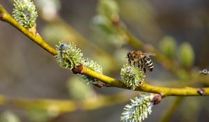 Preview wallpaper bee, branch, buds, spring, macro