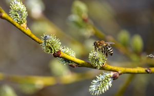 Preview wallpaper bee, branch, buds, spring, macro