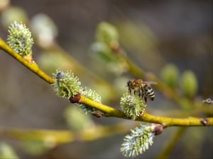 Preview wallpaper bee, branch, buds, spring, macro