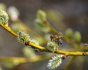 Preview wallpaper bee, branch, buds, spring, macro