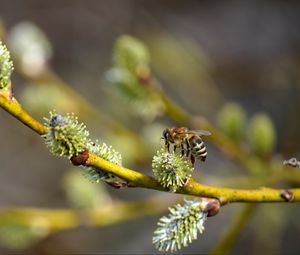 Preview wallpaper bee, branch, buds, spring, macro