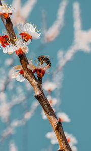 Preview wallpaper bee, branch, flowering, pollen