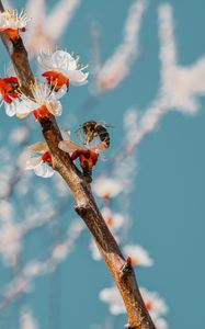 Preview wallpaper bee, branch, flowering, pollen