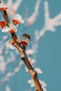 Preview wallpaper bee, branch, flowering, pollen