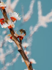 Preview wallpaper bee, branch, flowering, pollen