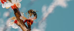 Preview wallpaper bee, branch, flowering, pollen