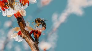 Preview wallpaper bee, branch, flowering, pollen