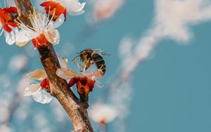 Preview wallpaper bee, branch, flowering, pollen