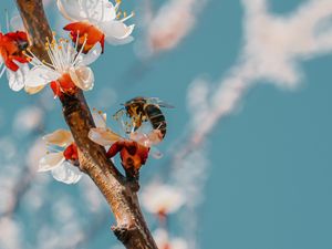 Preview wallpaper bee, branch, flowering, pollen