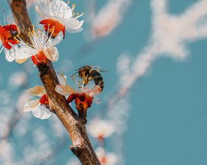 Preview wallpaper bee, branch, flowering, pollen