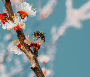 Preview wallpaper bee, branch, flowering, pollen