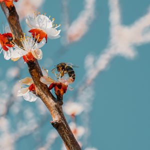 Preview wallpaper bee, branch, flowering, pollen