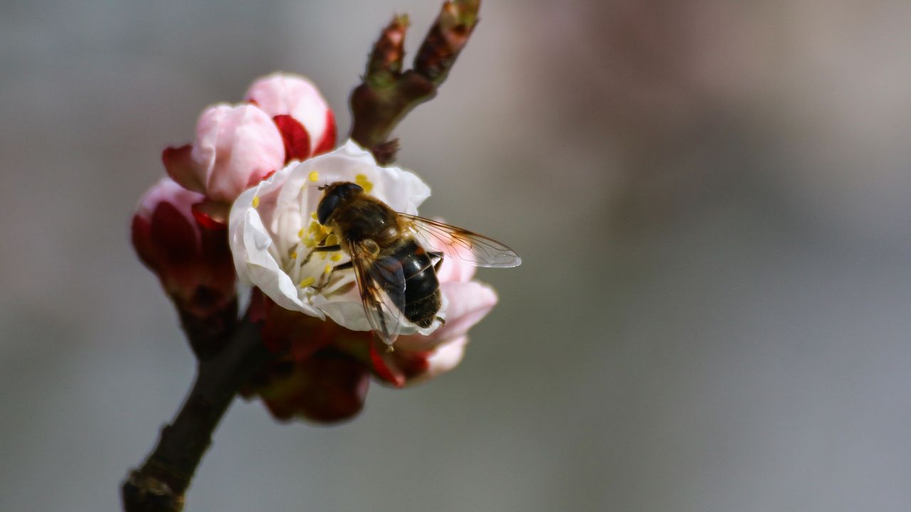 Wallpaper bee, branch, spring, pollination