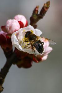 Preview wallpaper bee, branch, spring, pollination