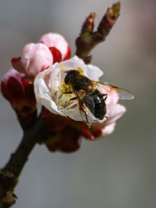 Preview wallpaper bee, branch, spring, pollination