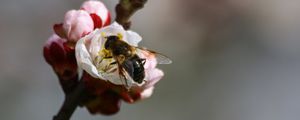 Preview wallpaper bee, branch, spring, pollination