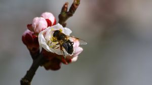 Preview wallpaper bee, branch, spring, pollination