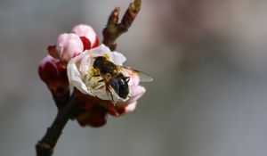 Preview wallpaper bee, branch, spring, pollination