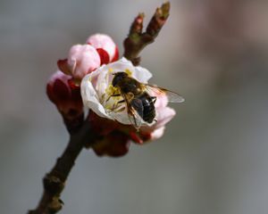 Preview wallpaper bee, branch, spring, pollination