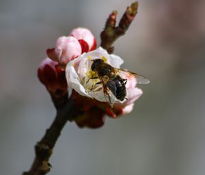 Preview wallpaper bee, branch, spring, pollination