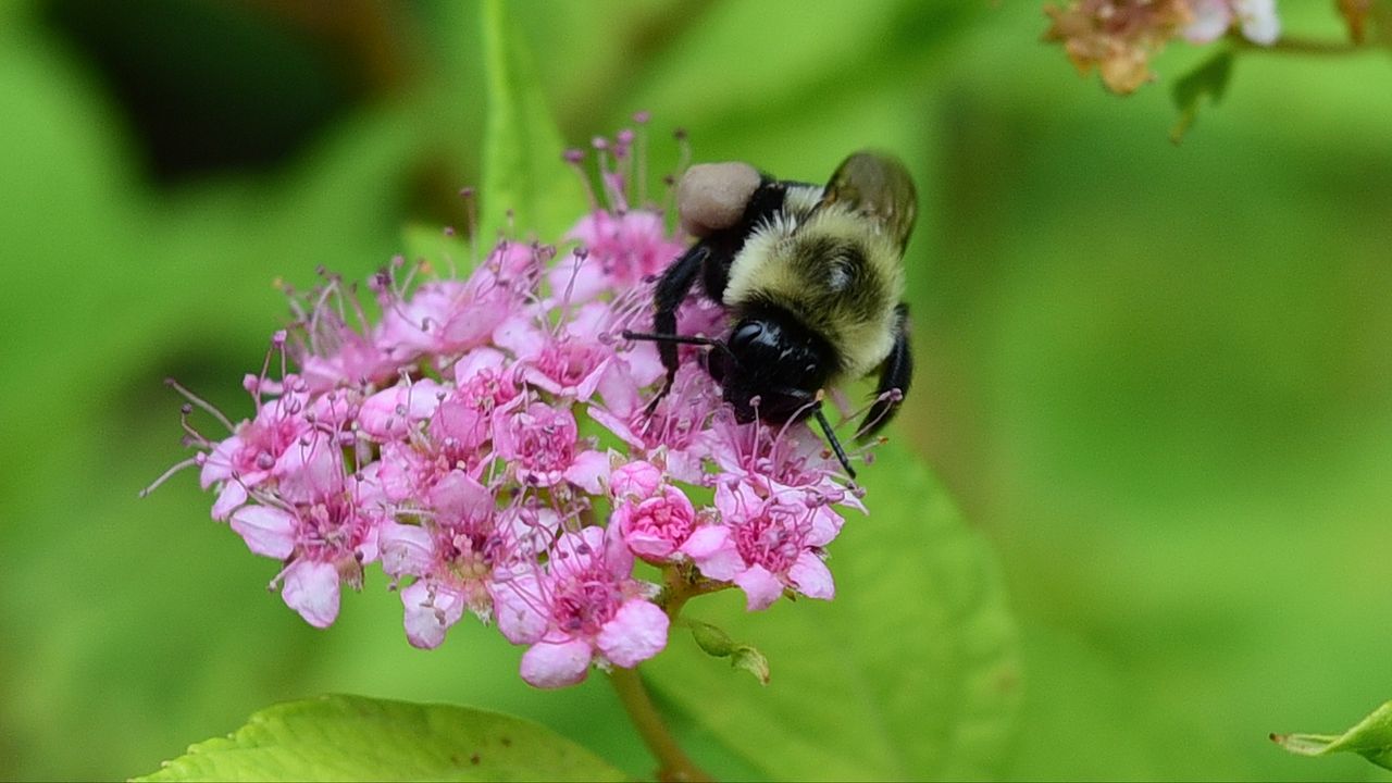 Wallpaper bee, bumblebee, flower, plant, macro