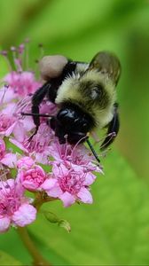 Preview wallpaper bee, bumblebee, flower, plant, macro