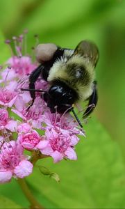 Preview wallpaper bee, bumblebee, flower, plant, macro