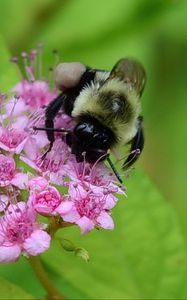 Preview wallpaper bee, bumblebee, flower, plant, macro