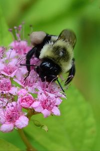 Preview wallpaper bee, bumblebee, flower, plant, macro
