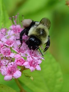 Preview wallpaper bee, bumblebee, flower, plant, macro