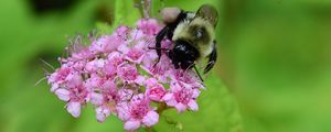 Preview wallpaper bee, bumblebee, flower, plant, macro
