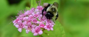 Preview wallpaper bee, bumblebee, flower, plant, macro