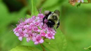 Preview wallpaper bee, bumblebee, flower, plant, macro