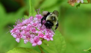 Preview wallpaper bee, bumblebee, flower, plant, macro